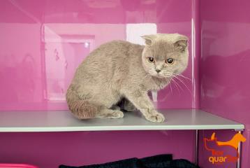 Katze